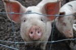 Очаг африканской чумы свиней в Вачском районе